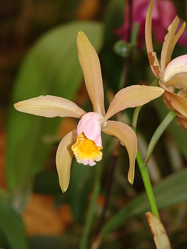 Cattleya forbesii